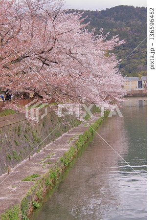 京都　岡崎疏水の春風景 136596482