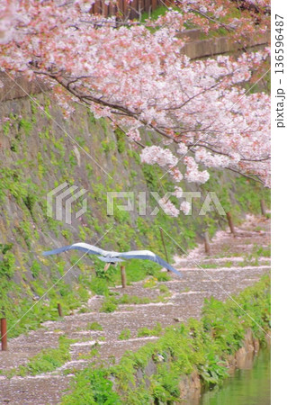 京都 岡崎疏水の春風景 京都 岡崎疏水の春風景 136596487