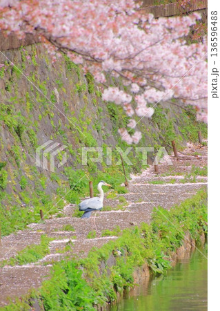 京都　岡崎疏水の春風景 136596488