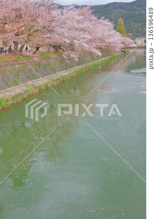 京都　岡崎疏水の春風景 136596489