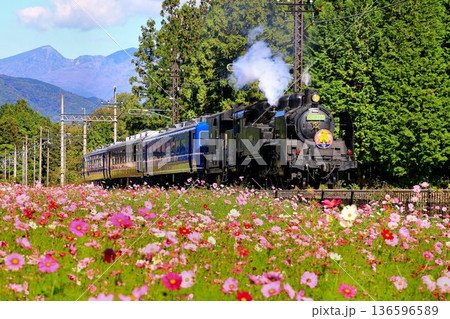 秋桜の鬼怒川路を駆ける…【SL大樹】C11325 136596589
