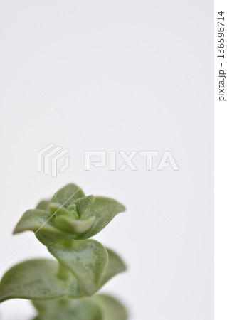 クラッスラ クラッスラ 136596714
