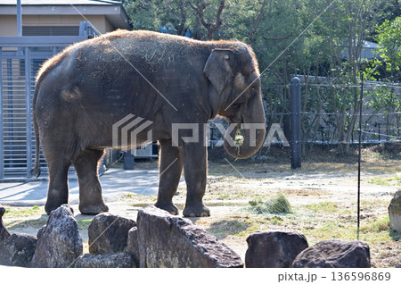 草を食べるアジアゾウ 草を食べるアジアゾウ 136596869