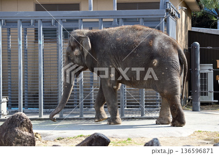 歩くアジアゾウ 歩くアジアゾウ 136596871