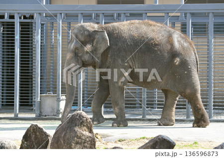歩くアジアゾウ 歩くアジアゾウ 136596873