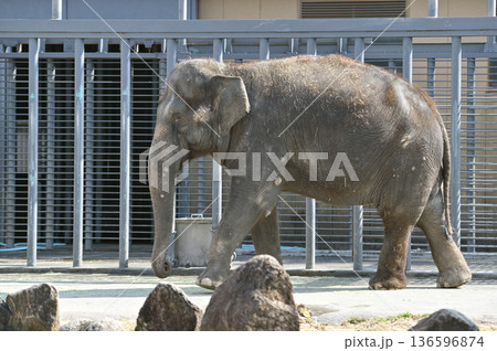 歩くアジアゾウ 歩くアジアゾウ 136596874