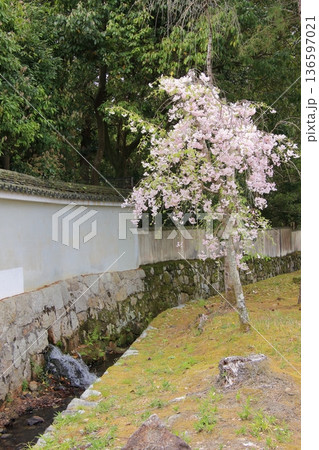 京都 南禅寺の桜風景 京都 南禅寺の桜風景 136597021