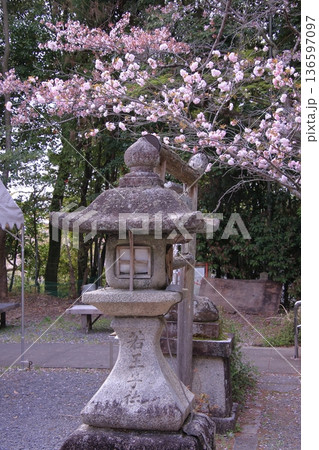 京都　哲学の道　熊野若王子神社の桜風景 136597097