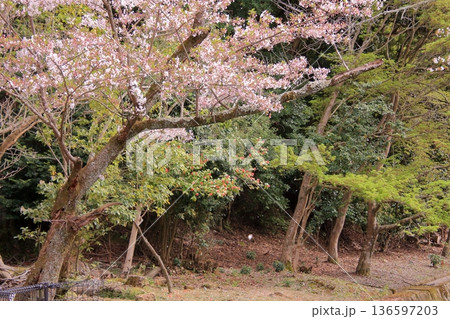 京都　哲学の道の桜風景 136597203
