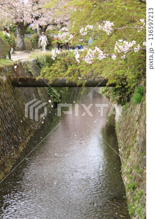京都 哲学の道の桜風景 京都 哲学の道の桜風景 136597213