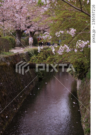 京都　哲学の道の桜風景 136597216