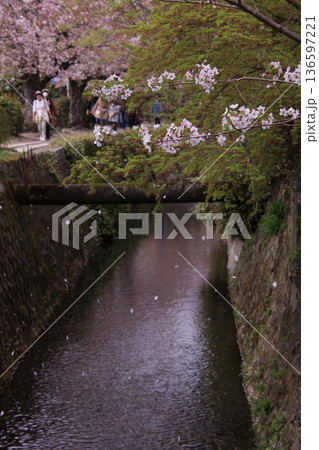 京都　哲学の道の桜風景 136597221