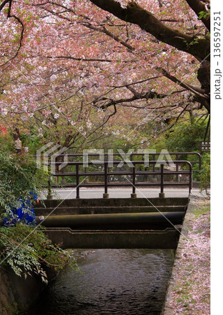 京都　哲学の道の桜風景 136597251