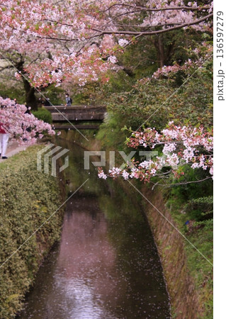 京都　哲学の道の桜風景 136597279