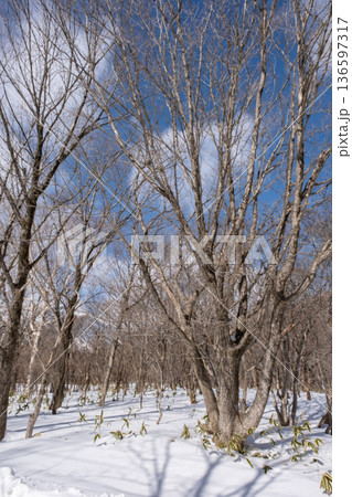 雪の積もった雑木林 136597317