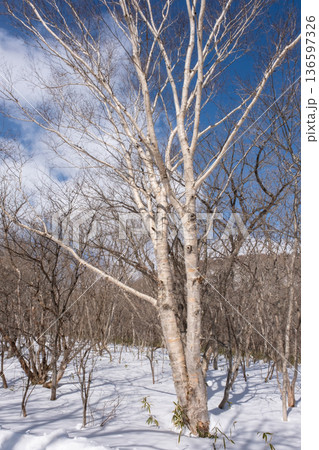雪の積もった雑木林 雪の積もった雑木林 136597326