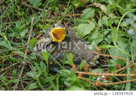 Close up of a baby bird sitting in green grass with open beak, waiting for food. Wildlife, nature, spring season, survival and animal care concept. Natural outdoor scene 136597429