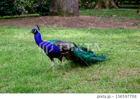 Magnificent Peacock Displaying Vibrant Plumage in Urban Park Setting Magnificent Peacock Displaying Vibrant Plumage in Urban Park Setting 136597708