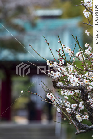 鎌倉2627 光則寺2 梅 鎌倉2627 光則寺2 梅 136598190