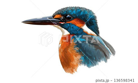 カワセミ　手描き風 136598341