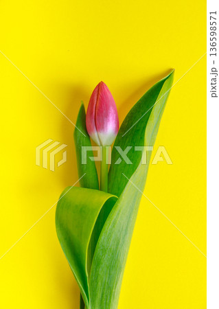 Pink tulips on a yellow background. Spring and holiday concept. Place for your text. 136598571