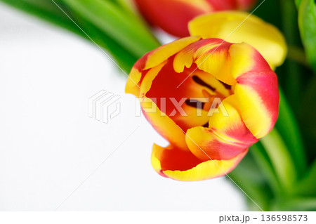 Tulip bud close up. Fresh spring flower. Springtime symbol. 136598573