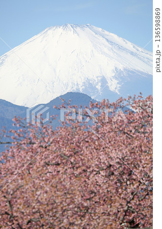 河津桜と富士山 河津桜と富士山 136598869