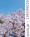 青空に映える満開の桜 136599039