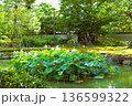 池に浮かぶ蓮の花 136599322