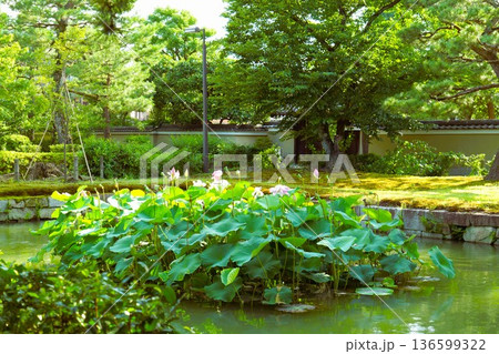 池に浮かぶ蓮の花 136599322