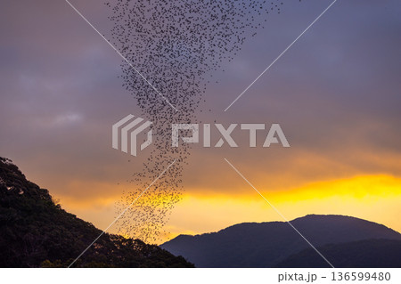 夜明け前に群れを成して飛び立つ鳥たち 136599480