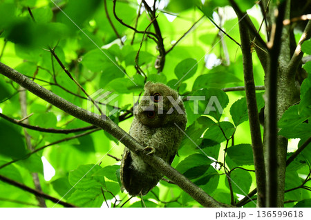 首をかしげるオオコノハズクの幼鳥 136599618