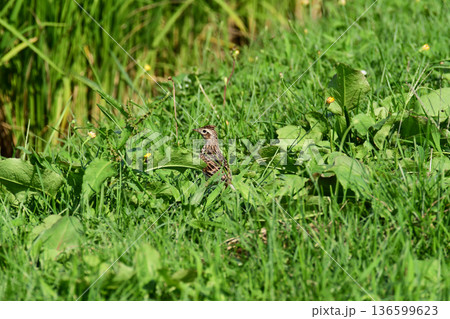茂みの中のヒバリ 136599623
