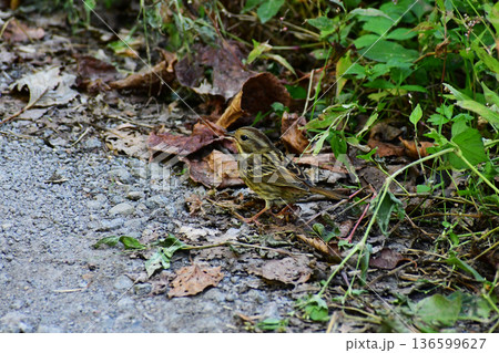 秋の森のアオジのメス 136599627