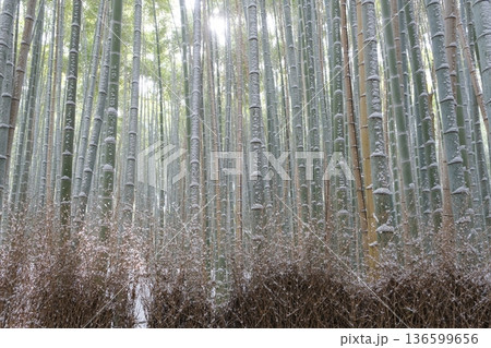 雪の竹の小径と竹垣穂 雪の竹の小径と竹垣穂 136599656