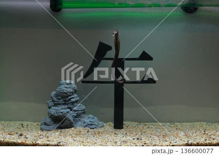 午年のモニュメントに立つタツノオトシゴ 136600077