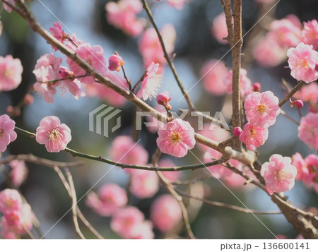 新春に咲くピンク色の可愛い梅の花 新春に咲くピンク色の可愛い梅の花 136600141