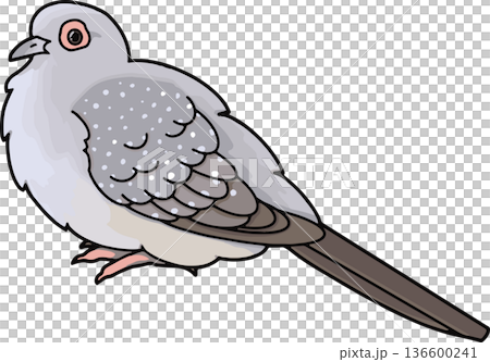 ウスユキバトのイラスト（横向き・透過背景） 136600241