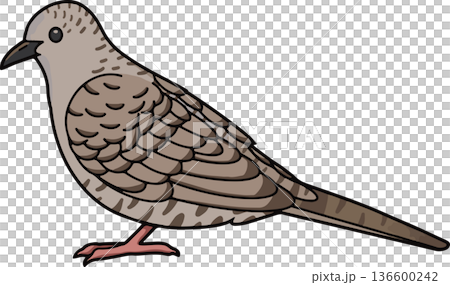 印加鴿插圖（風景，透明背景） 136600242