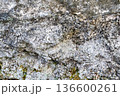 苔むした岩の表面 136600261