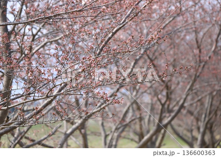 桜並木 136600363