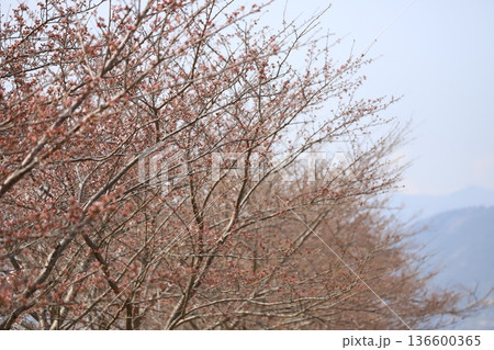 桜並木 136600365