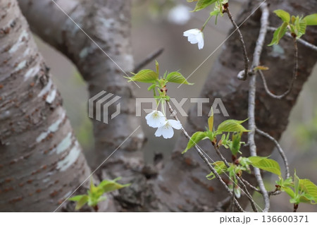桜の花 桜の花 136600371