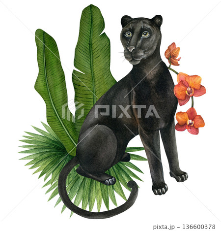 Panther, tropical leaves and orchid. Watercolor composition. Hand-drawn illustration isolated on a transparent background. For textiles, wallpaper, prints, and banners.  136600378