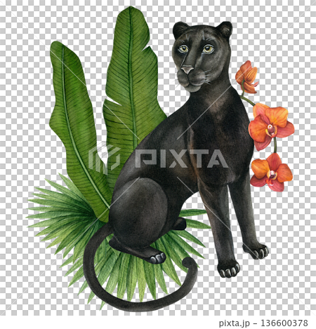 Panther, tropical leaves and orchid. Watercolor composition. Hand-drawn illustration isolated on a transparent background. For textiles, wallpaper, prints, and banners.  136600378