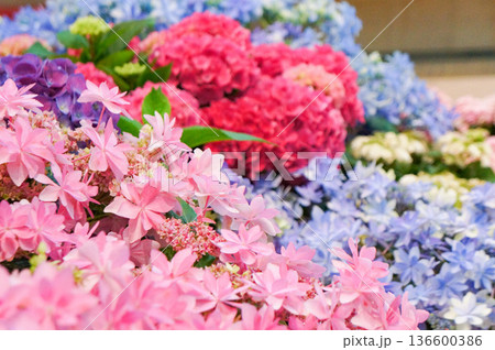 青や黄、赤色などの花を咲かせている美しいアジサイ 青や黄、赤色などの花を咲かせている美しいアジサイ 136600386