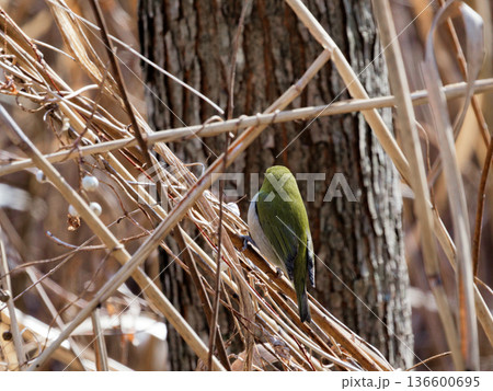 水辺の葭原で採餌するメジロ 136600695