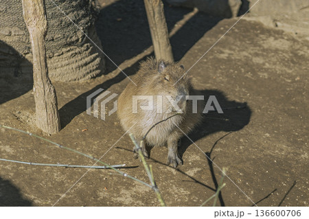 カピバラが木の枝をかじる 食事中の姿 動物園の飼育風景 136600706