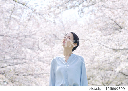 満開の桜と散歩する女性 満開の桜と散歩する女性 136600809