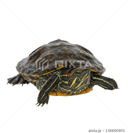 Red-eared slider turtle on white background Red-eared slider turtle on white background 136600903